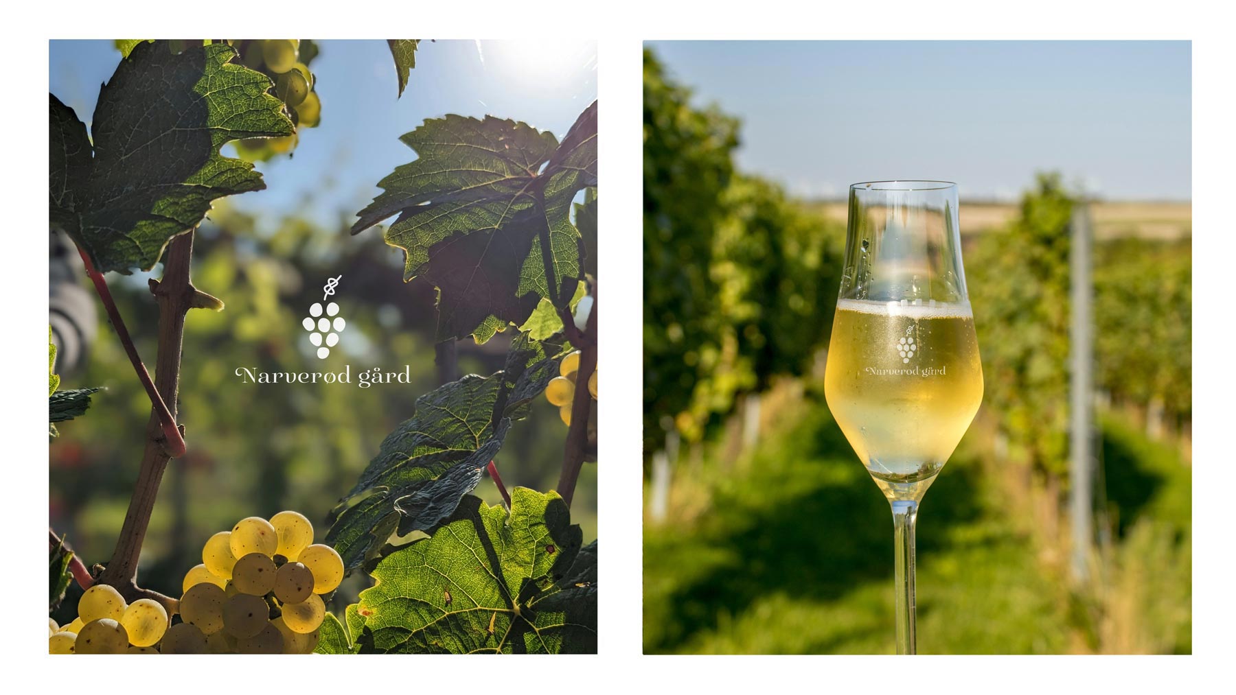 Narverod_gard_Mockup_vingård_vinglass_m_logo_1800x1065